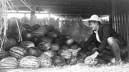 关城吃瓜群众事件视频,一场网络舆论的风暴与反思